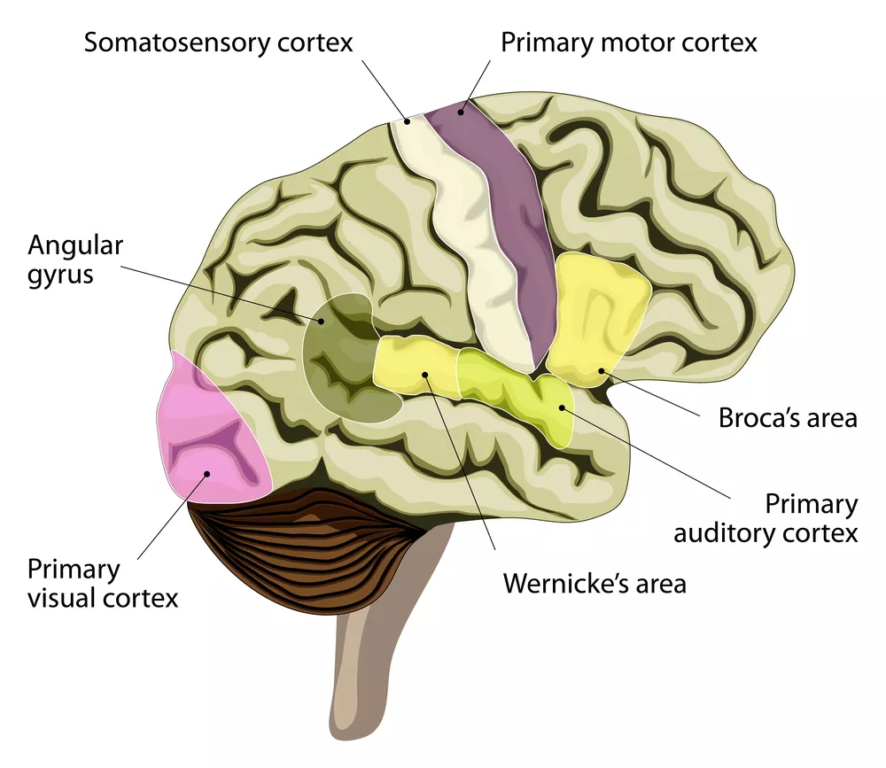 Bộ não người.  vùng xử lý ngôn ngữ trong não.  Vùng Brocas, vùng Wernickes, vỏ não thính giác, thị giác, cảm giác thân thể và các vùng khác.  - Hình minh họa