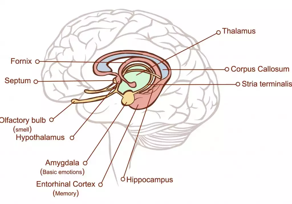 Mặt cắt ngang qua não cho thấy hạch hạnh nhân, hồi hải mã và thể chai. (Ảnh: corbac40/Shutterstock)